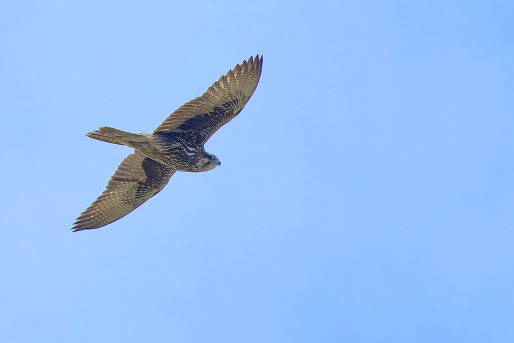 Faucon sacre immature, 23 janv. 2025, Sainte-Foy-d'Aigrefeuille (31) © Bernard Laviron