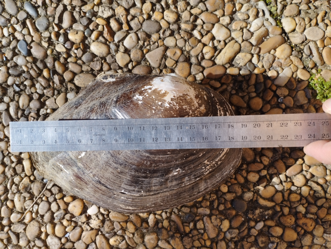 Spécimen adulte trouvé dans le Canal du Midi à Ayguevives (31), janvier 2025 © Pierre-Olivier Cochard