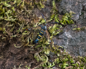 Synanthedon conopiformis Esp., 05/2023, Assier (46) © Simon Combet
