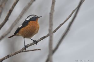 Rougequeue de Moussier mâle 2A, 12 fév. 2025, Frontignan (34) © Ghislain Riou