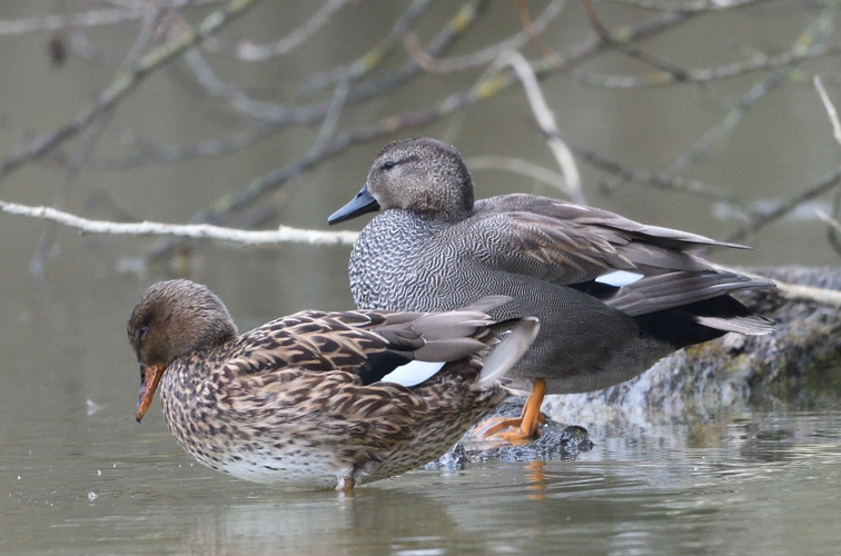 Canard chipeau couple, fév. 2025, Portet-sur-Garonne (31) © Jean-Marc L'Hermite