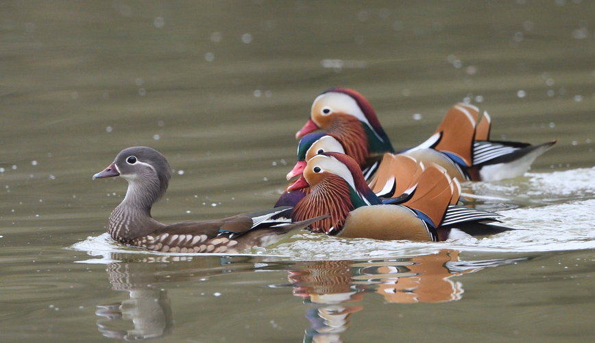 Canard mandarin, fév. 2025, Portet-sur-Garonne (31) © Jean-Marc L'Hermite