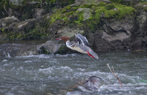 Harle bièvre femelle, mars 2025,  Saint-Lizier (09) © Thorel Guilhem & Rougeyrolles Delphine