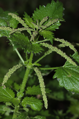 Toulouse (31), mars 2025 © Pierre-Olivier Cochard