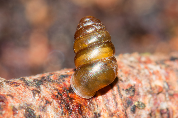 Lauria cylindracea - Saint-Clément-de-Rivière (34) © Bastien LOUBOUTIN