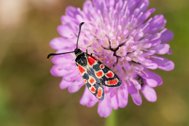 Zygaena carniolica à Nant (12) &copy; Bastien LOUBOUTIN