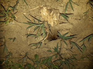 Mâle de Gryllotalpa vineae à l'entrée de son trou, 5 avril 2025, Le Vernet (31) © Ghislain Riou