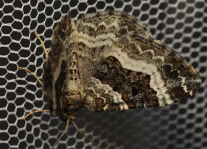 Epirrhoe alternata, 5 avril 2025, Venerque (31) © Ghislain Riou