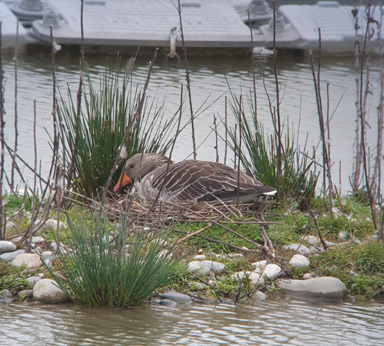 Oie cendrée couvant, 7 avril 2025, Cintegabelle (31) © Ghislain Riou