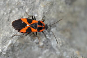 Tropidothorax leucopterus, 17 avril 2025, Cérizols (31) © Ghislain Riou