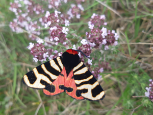 Arctia festiva, mai 2025, Dio-et-Valquières (34) © Ghislain Riou