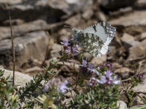 Iberochloe tagis, 3 mai 2025, Dio-et-Valquières (34) © Marie-Paule Aznar