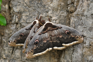 Saturnia pyri, mai 2025, Les Plans (34) © Ghislain Riou