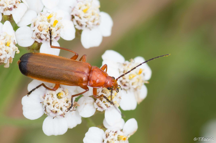 Rhagonycha fulva &copy; Jessica Joachim