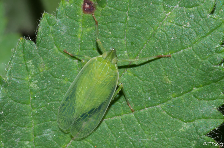 Dictyophara europaea &copy; Jessica Joachim