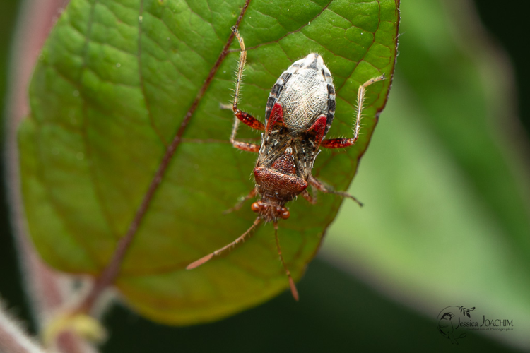 Rhopalus subrufus, mai 2024 &copy; Jessica Joachim