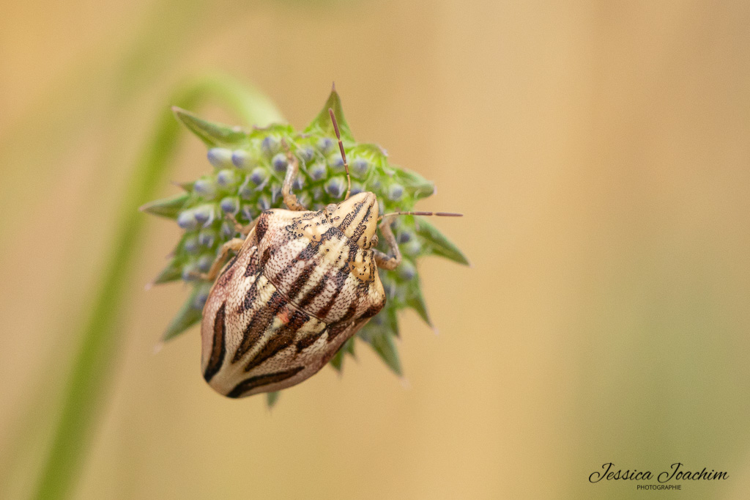 Odontotarsus purpureolineatus, 9 juin 2021, Serviès (81) &copy; Jessica Joachim