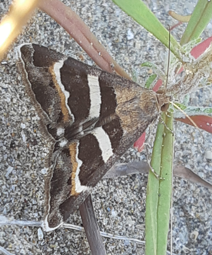 Grammodes stolida, 30 août 2025, Gruissan (11) &copy; Ghislain Riou