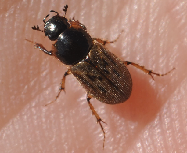 Nimbus contaminatus, 6 sept. 2025, Barèges (65) &copy; Ghislain Riou