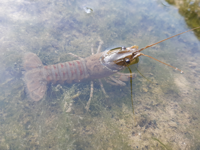 Faxonius limosus, 7 sept. 2025, Grépiac (31) &copy; Ghislain Riou