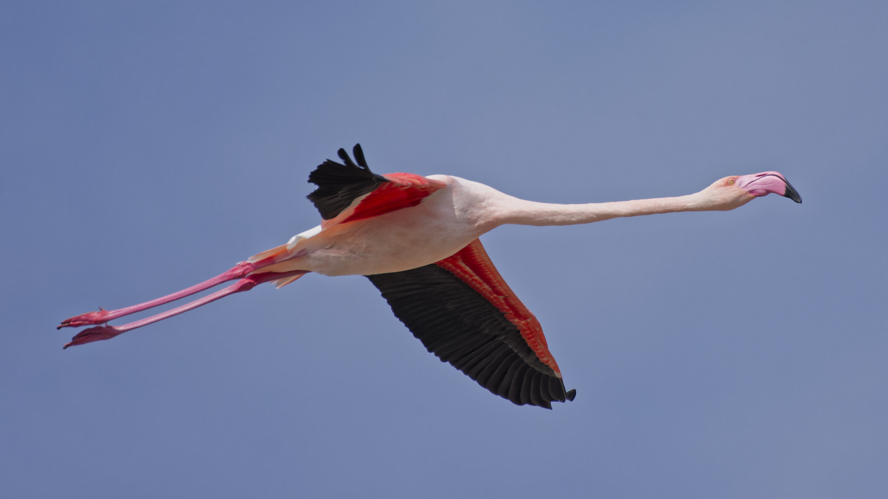 Flamant rose, 27 sept. 2025, Mireval (34) &copy; Guilhem Thorel