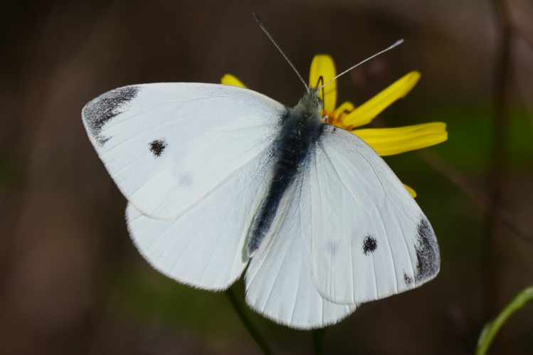 Pieris rapae, 11 oct. 2025, Seysses (31) &copy; Jean Marc Lega