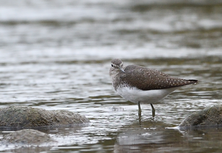 Chevalier culblanc, 26 oct. 2025, Portet-sur-Garonne (31) &copy; Jean Marc Lega