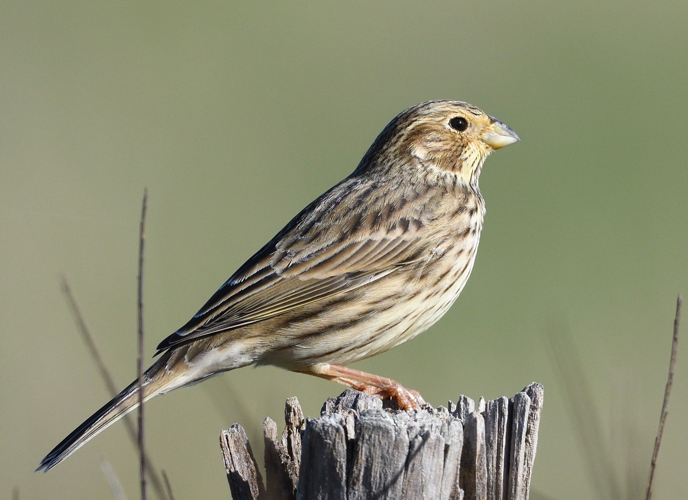 Bruant proyer, 11 nov. 2025, Montaut (09) &copy; Jean-Marc L'Hermite