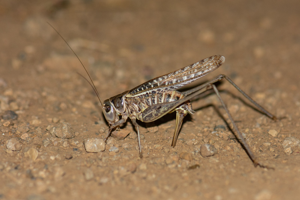 Decticus albifrons © Romain Baghi