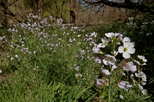 Cardamine pratensis - Cardamine des prés - Saint-Mont (Gers) © Laurent Barthe
