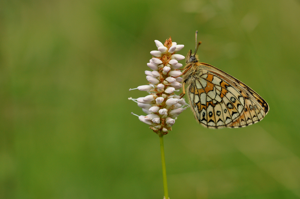 Nacré de la Bistorte © Ghislain Riou