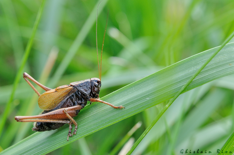 Decticelle aquitaine, mâle, Montsaunès 31 © Ghislain Riou
