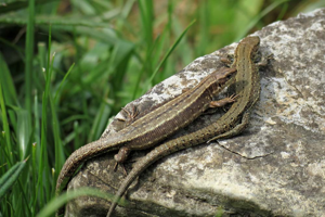 Zootoca vivipara louislantzi, couple en héliothermie (Ariège) © Claudine Delmas