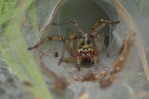 Agélène à labyrinthe - Agelena labyrinthica - Germs-sur-l'Oussouet © Gilles Pottier