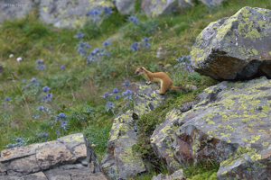 Hermine - Mustela erminea - vallon d'Anglas (Béarn) © Gilles Pottier