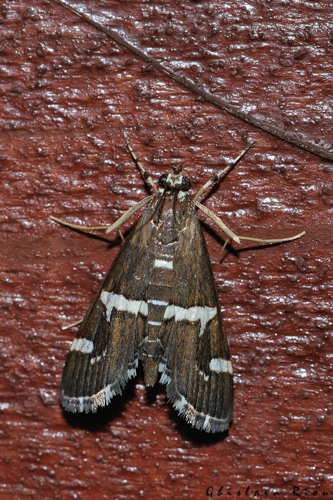 Spoladea recurvalis, Ste-Foy-d'Aigrefeuille 31 © Ghislain Riou