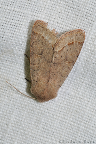 Orthosia gracilis, Ste-Foy-d'Aigrefeuille 31 © Ghislain Riou