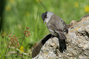 Fauvette à tête noire (Sylvia atricapilla) © Jessica Joachim