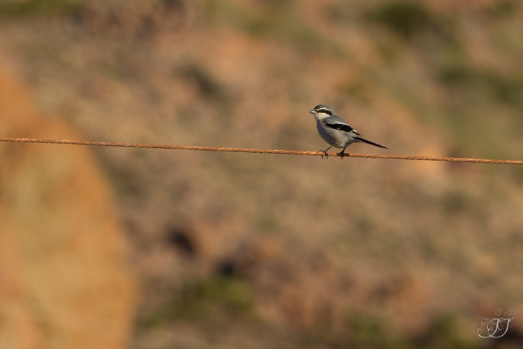Pie-grièche méridionale (Lanius meridionalis) © Jessica Joachim