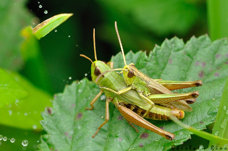 Pseudochorthippus parallelus, Pointis Inard 31 © Ghislain Riou
