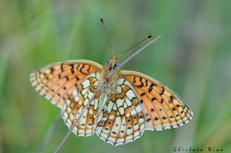 Brenthis hecate, Saint-Arailles 32 © Ghislain Riou