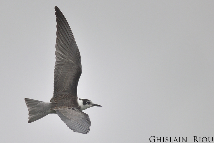 Guifette noire, Fleury 11 © Ghislain Riou