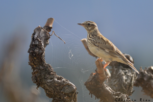 Alouette lulu, mars 2014, Vivès 66 © Ghislain Riou
