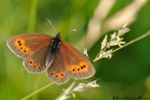 Erebia epiphron, Aston 09 © Ghislain Riou