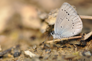 Cupido minimus, 8 avril 2011, Simorre 32 © Ghislain Riou