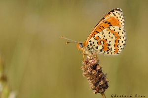 Melitaea didyma, mai 2011, Montesquiou 32 © Ghislain Riou