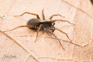 Pardosa © Jessica Joachim