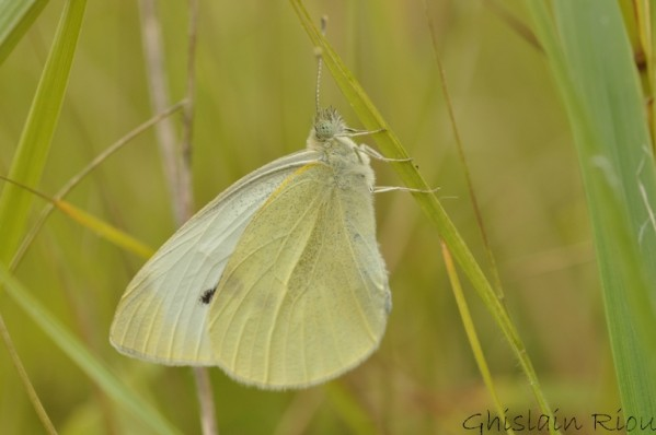 Pieris rapae, Gers 32 © Ghislain Riou
