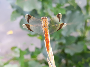 Sympétrum du Piémont (Sympetrum pedemontanum) ♂, Montlaur (12), 29 juillet 2018 © Jean-Michel Catil