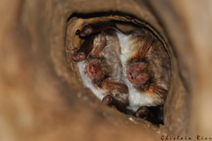 Petit Murin, Lunas 34 © Ghislain Riou